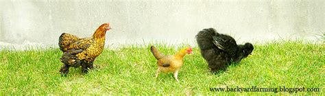 Backyard Farming: Chicken Coops on the Cheap