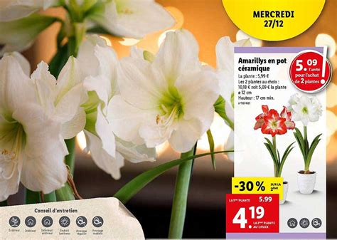 Promo Amaryllis En Pot C Ramique Chez Lidl Icatalogue Fr