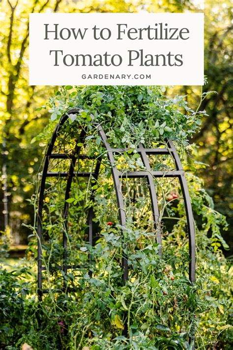 Should I Fertilize Tomato Plants: Essential Guide - My Backyard Grow