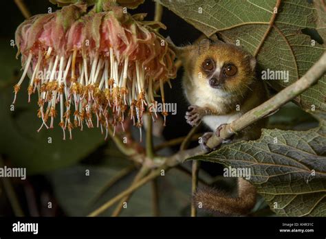 Goodman's Mouse Lemur (Microcebus lehilahytsara) feeding on flower nectar, Andasibe-Mantadia ...