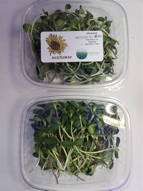 Sun Flower Shoots Yeshurunfarm