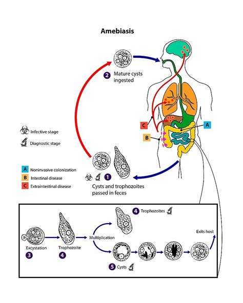 Entamoeba Histolytica Life Cycle Acheter Une Photo 13504489 Science Photo Library