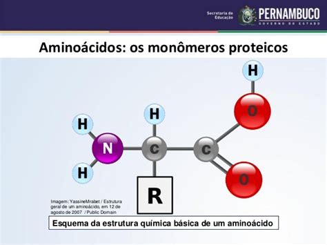 As Proteínas Composição Estrutura E Funções