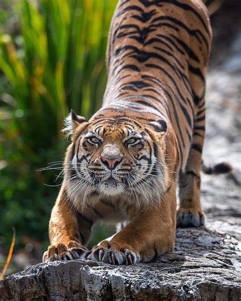 Tiger Stretch Wild Cats Beautiful Cats Animals Wild