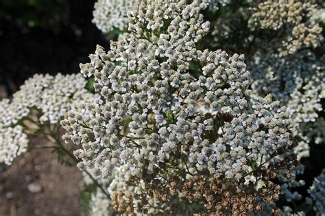 Achillea aspleniifolia - BG Kopenhagen | Ruud de Block | Flickr