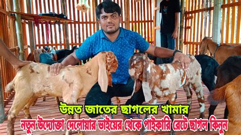 উন্নত ছাগলের খামার।নতুন উদ্যোক্তা দেলোয়ার ভাইয়ের পাইকারি রেটে ভালো