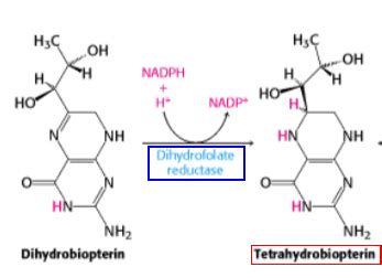 biochemistry - What is the function of dihydrofolate reductase in humans? - Biology Stack Exchange