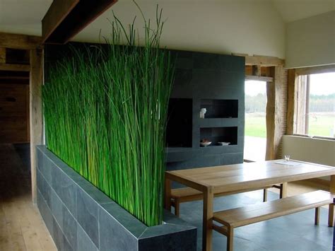 Indoor Grass Plants - Plants BN