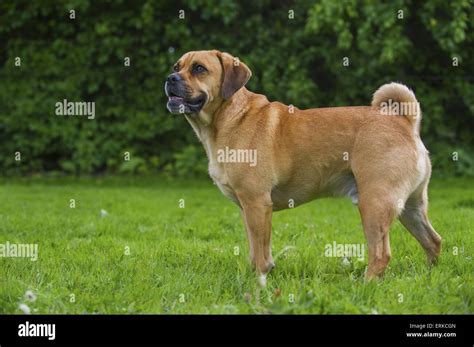 Puggle Dog Hi Res Stock Photography And Images Alamy