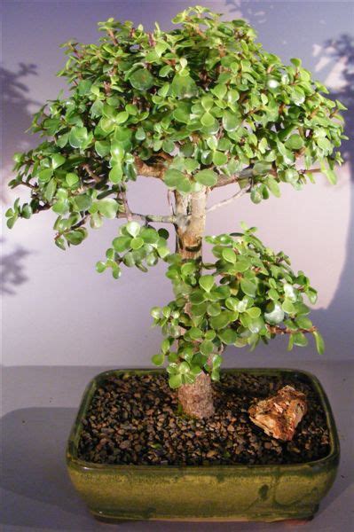 Baby Jade Bonsai Tree Portulacaria Afra