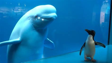 Penguin Meets Three Beluga Whales at Chicago Aquarium | The Weather Channel