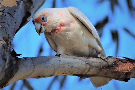 Long-Billed Corella Looking Down - Free photo on Pixabay - Pixabay