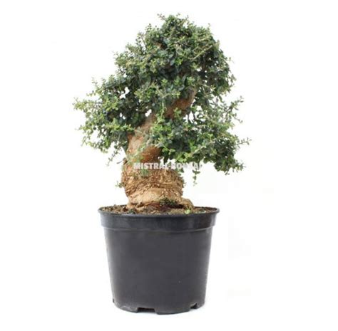 Olea europaea sylvestris Prebonsaï 15 Ans Mistral Bonsai