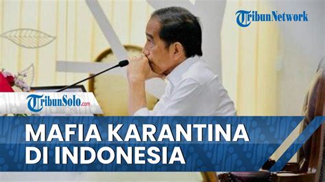 Soal Dugaan Mafia Karantina Di Indonesia Presiden Jokowi Minta Kapolri