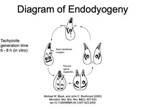 Protozoa II Protozoan Parasites With Indirect Life Cycles Flashcards