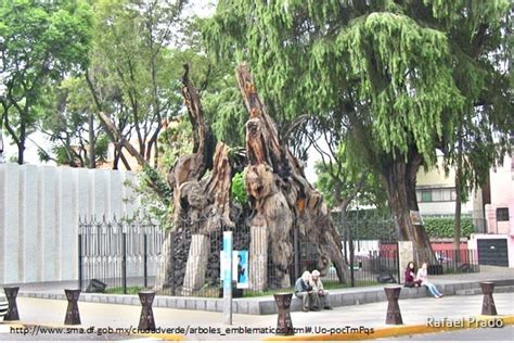 Cambian Nombre Del Rbol De La Noche Triste A La Noche Victoriosa