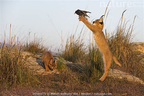 Caracal Cat Hunting