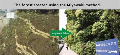 Miyawaki Reforestation Method Grows Trees 10x Faster Than Monoculture And It S Fire Resistant