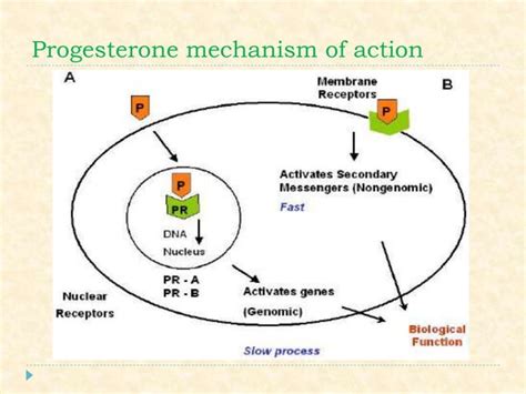 Sex Hormones Pharmacology PPTX Pregnancy Reproductive Health