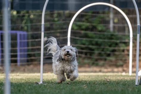 Hoopers Übungen für den Anfänger Hund agility welt de