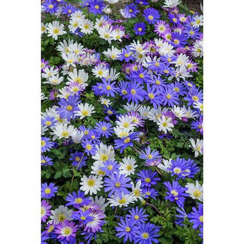 Bee & Butterfly Honey Heaven 50 Bulbs Ready for Planting Now in UK