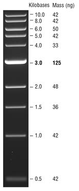 Kb Dna Ladder Neb