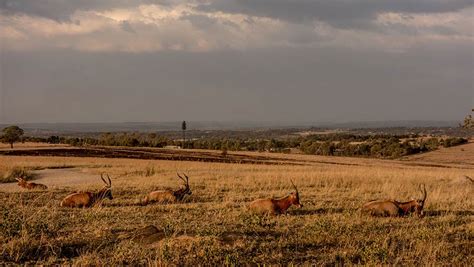 Johannesburg Lion Park | 52inKicks South Africa Adventures