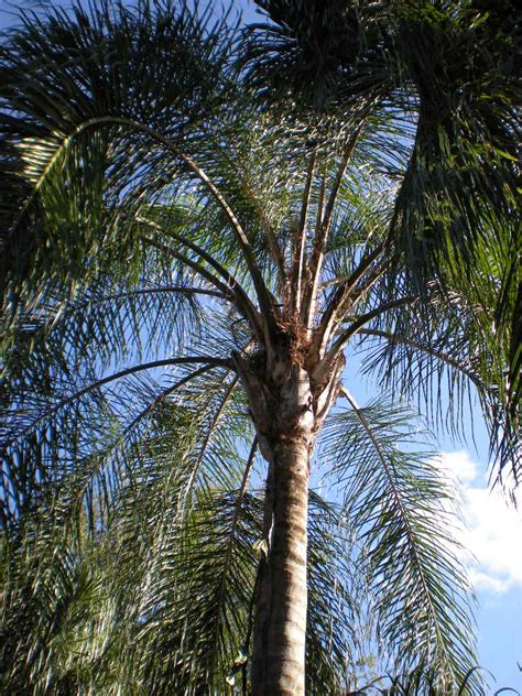 Silver Queen - DISCUSSING PALM TREES WORLDWIDE - PalmTalk