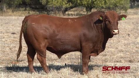 Lot 24 Schyff Beefmasters 1 Aug 2023 Youtube