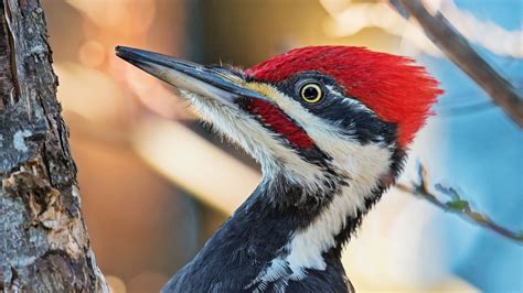 How To Stop Woodpeckers From Pecking Your House Our Top 5 Tips