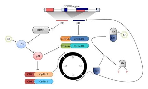 Cell Cycle Arrest By Cdkn A The Cdkn A Gene Encodes Two Alternatively