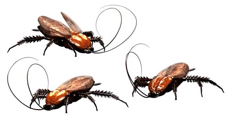 Roach Png Clip Art Hd Quality Png Play