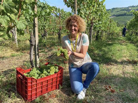 Iniziata la vendemmia in Oltrepò Coldiretti calo della quantità