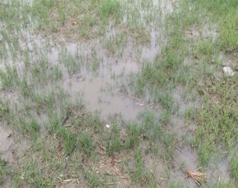 Haryana Unseasonal Rain Hailstorm Damage Crops In Rohtak