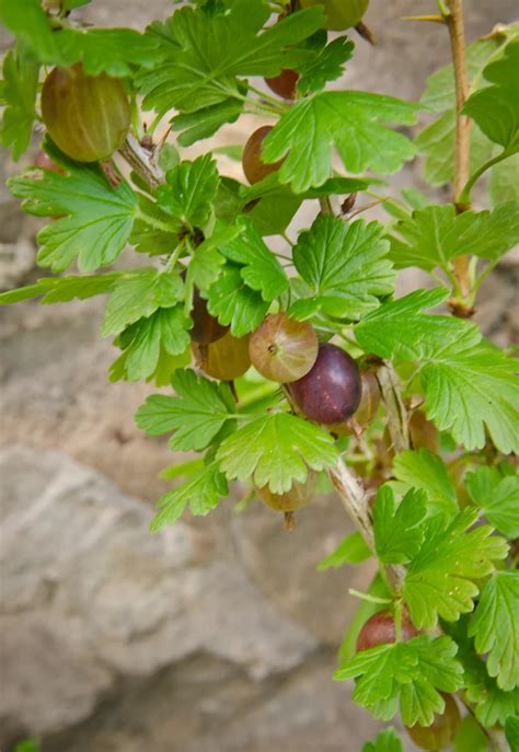 Stachelbeeren Vermehren Aus Stecklingen Ist Einfach Und Kosteng Nstig