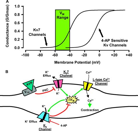 Cardiovascular KCNQ Kv7 Potassium Channels Physiological Regulators