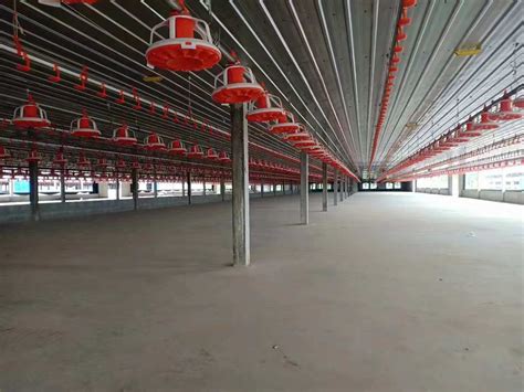 Chicken Farm House Pan Feeder Line Price Feed Auger Breeding Feeding