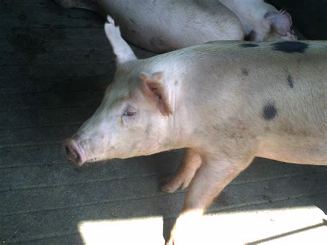 Starving pig died despite rescue - Worldnews.com