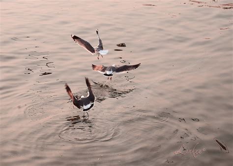 Let S Dance With Me Linh Xu Flickr