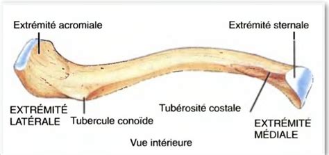 Squelette Du Membre Thoracique Cartes Quizlet