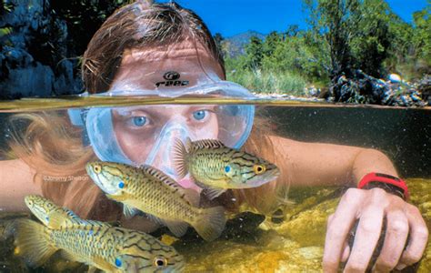 Los Peces Migratorios De Agua Dulce Revista Aire Libre