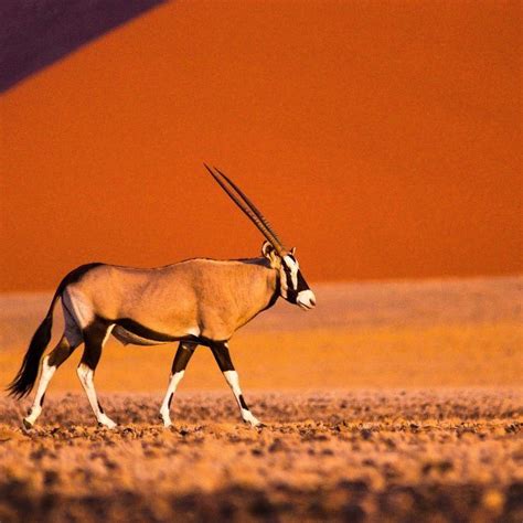 An Antelope Is Walking In The Desert