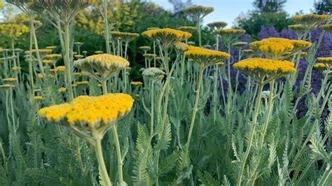 How To Grow And Care For Yarrow Bunnings Australia