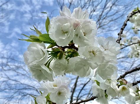 Photo Of The Bloom Of Japanese Flowering Cherry Prunus Serrulata