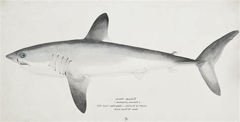 Porbeagle Shark - Oceana