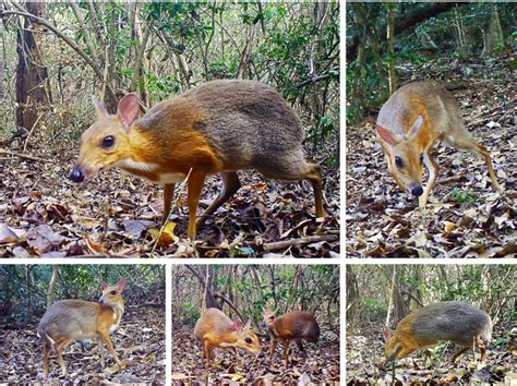 Incredibly Rare 'Mouse Deer' Spotted in Vietnam After Vanishing For ...