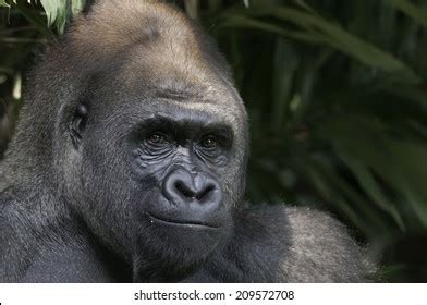 Funny Gorilla Smiling