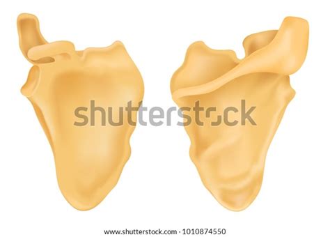 Scapula Anatomy Diagram Stock Vector (Royalty Free) 1010874550