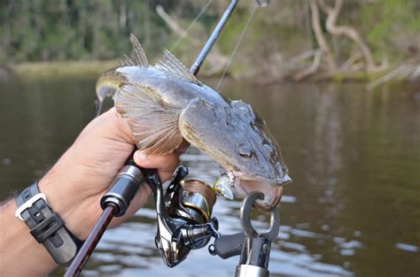 Dusky Flathead In Shallow Water Hooked Up Magazine