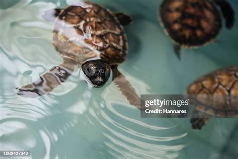 Sea Turtle Babies Photos And Premium High Res Pictures Getty Images